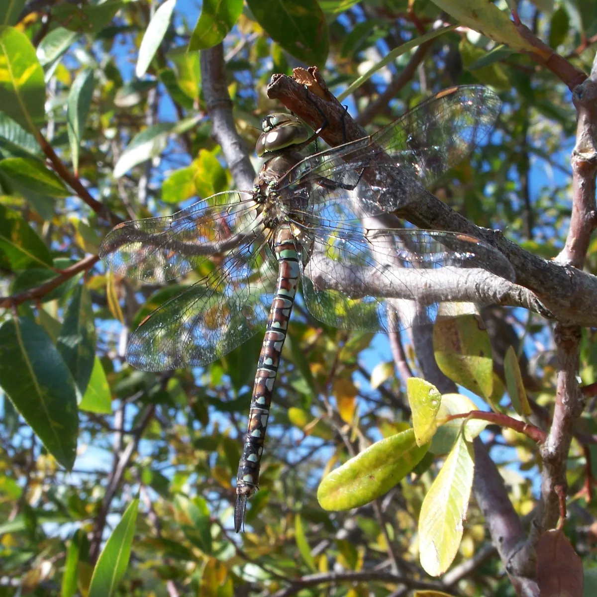 Libélula de Ojos Azules