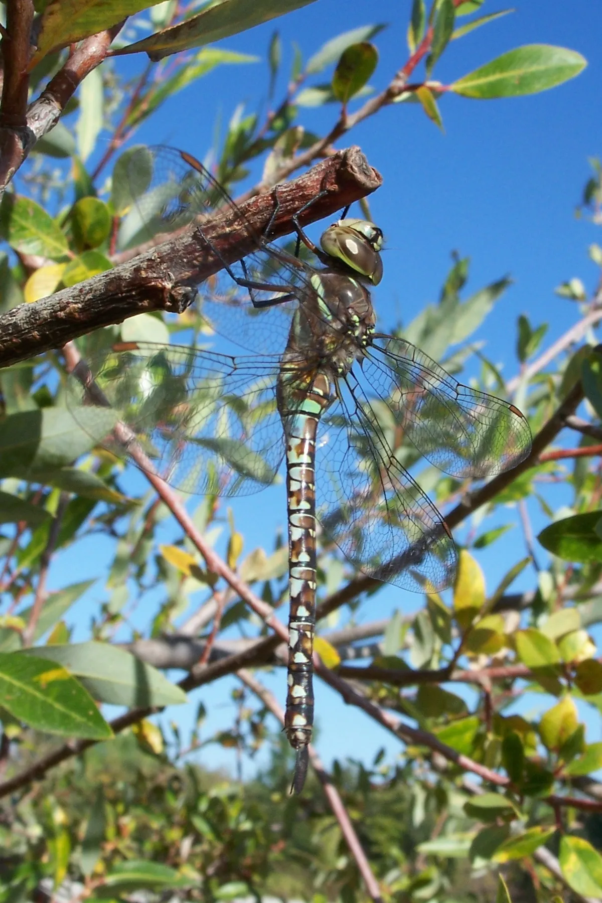 Libélula de Ojos Azules
