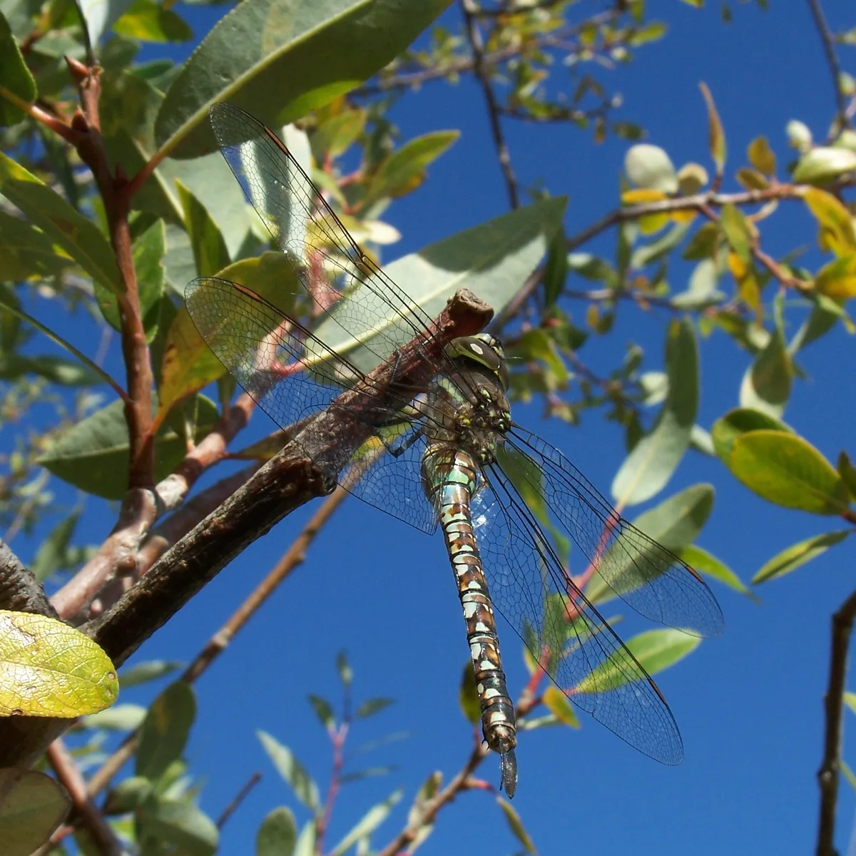 Libélula de Ojos Azules