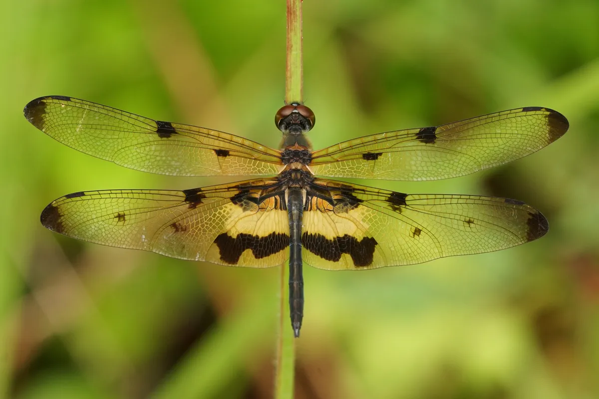 Rhyothemis variegata