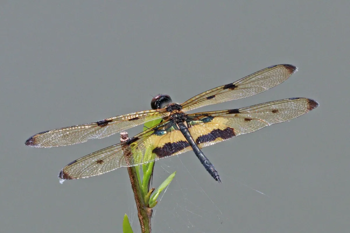 Variegated Flutterer Dragonfly
