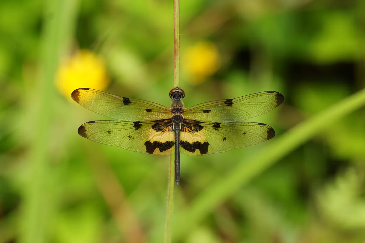 Variegated Flutterer Dragonfly