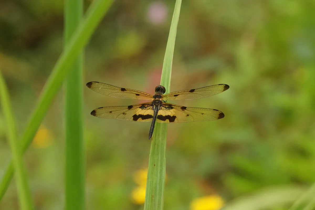 Variegated Flutterer Dragonfly