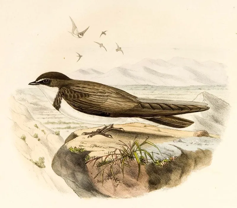 Bank Swallow / Sand Martin