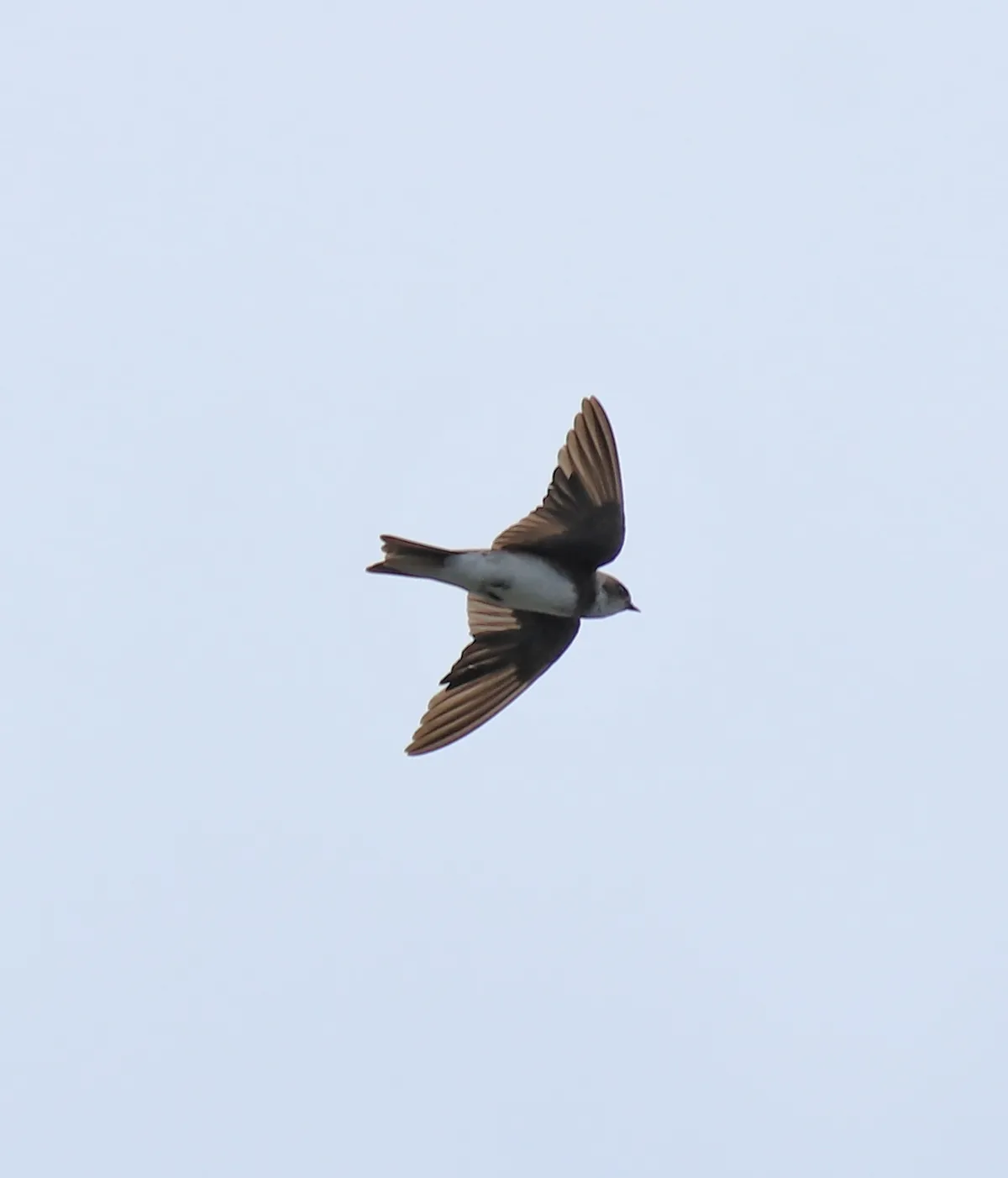 Bank Swallow / Sand Martin