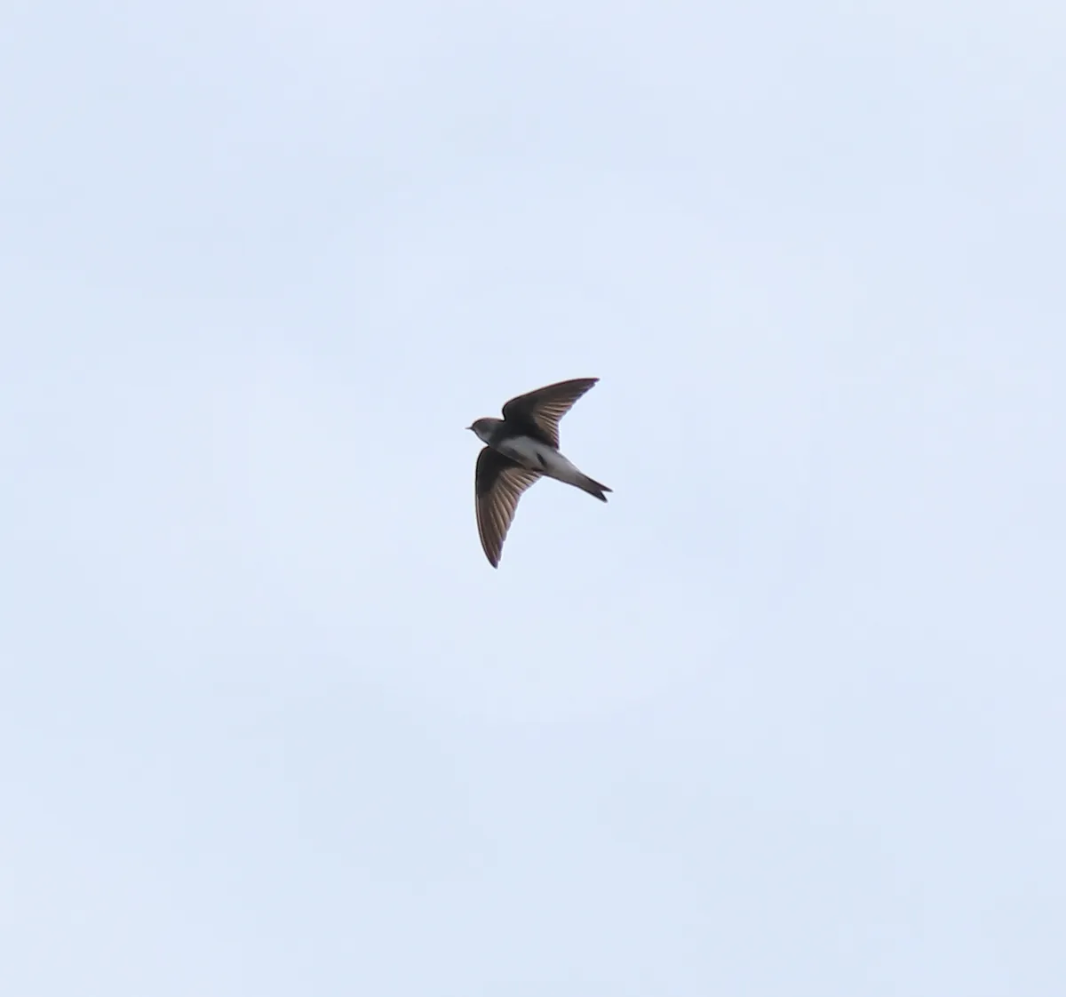 Bank Swallow / Sand Martin