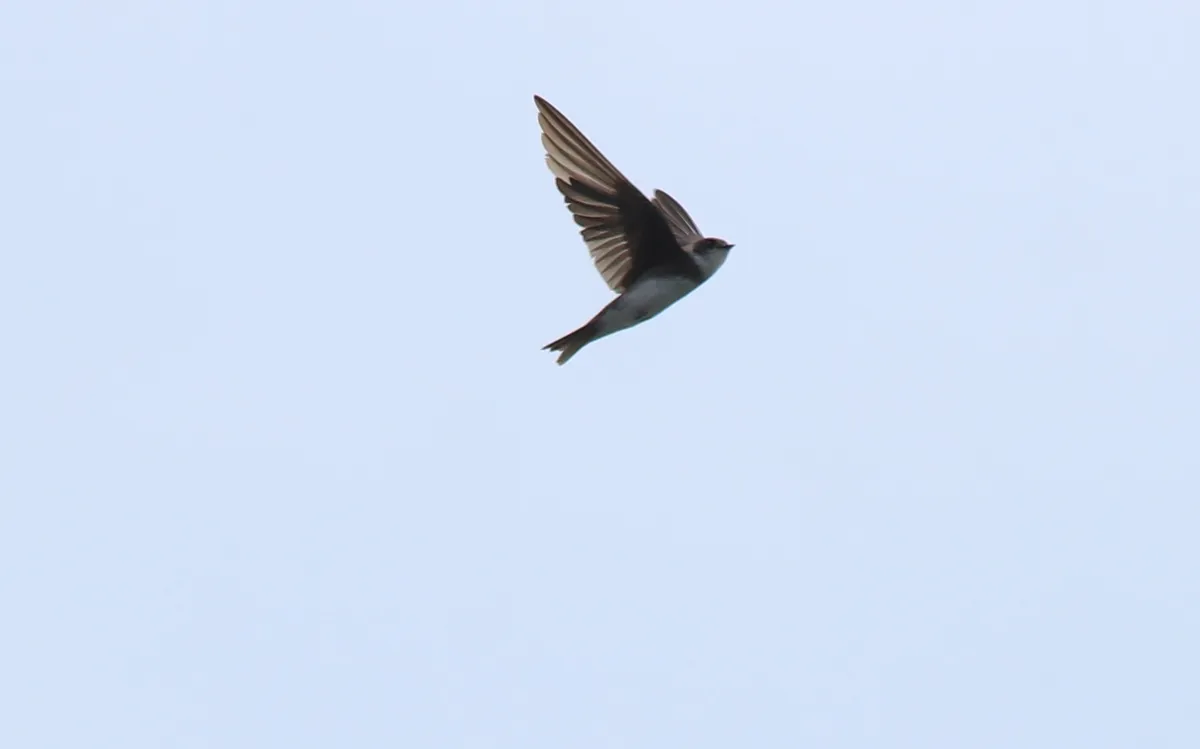 Bank Swallow / Sand Martin