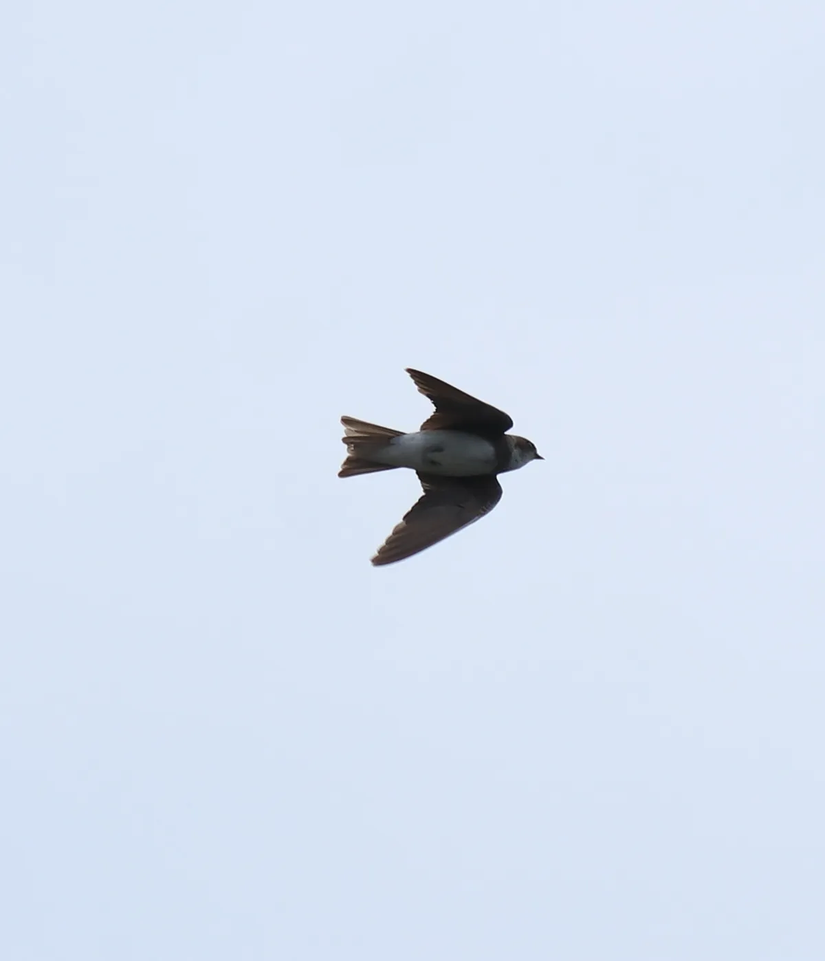 Bank Swallow / Sand Martin