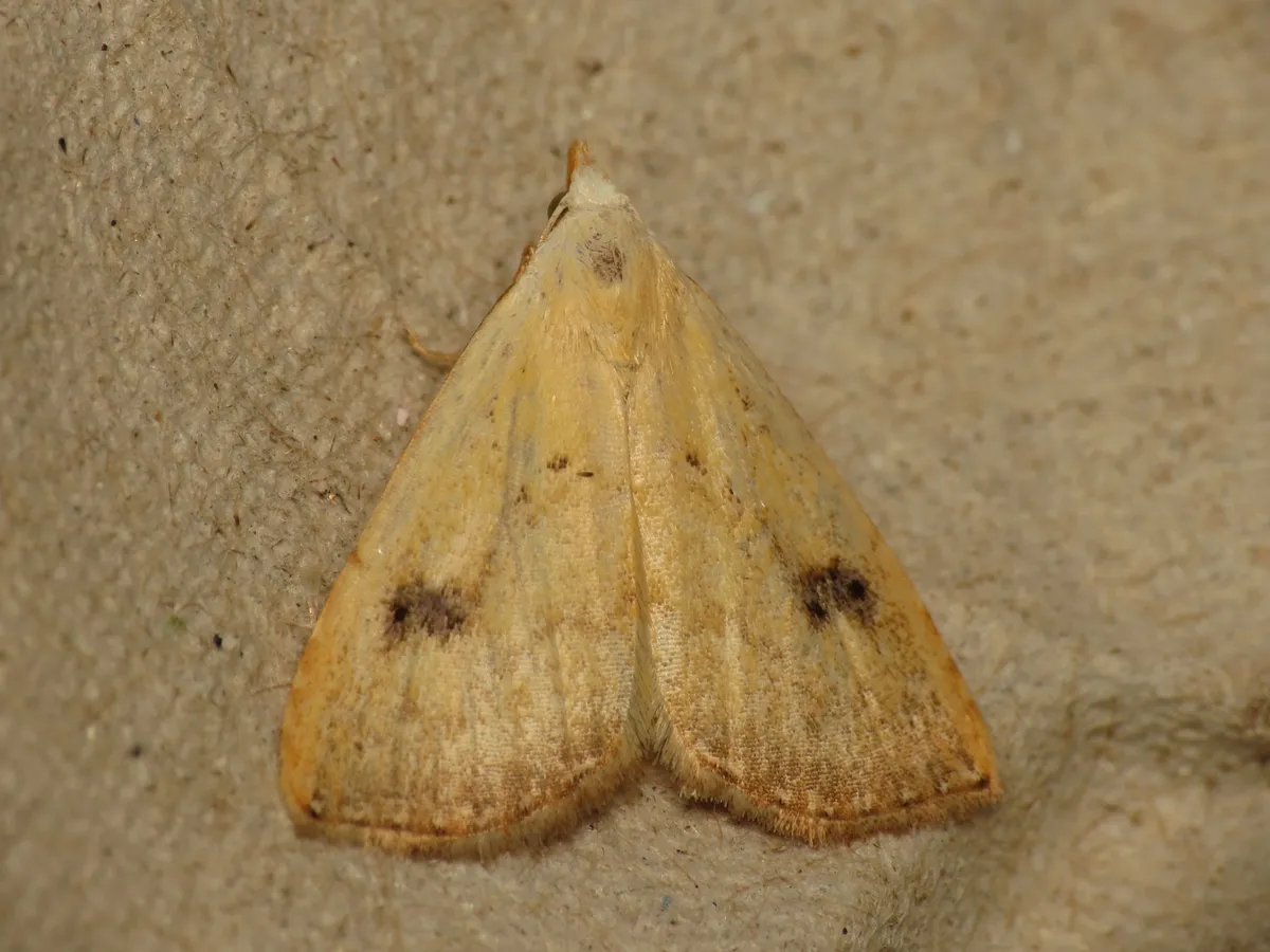 Polilla Punto de Paja