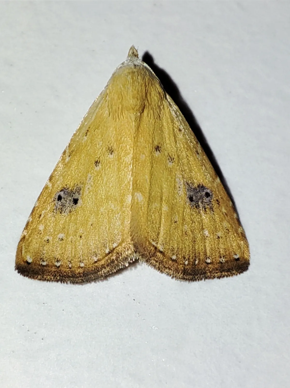 Polilla Punto de Paja