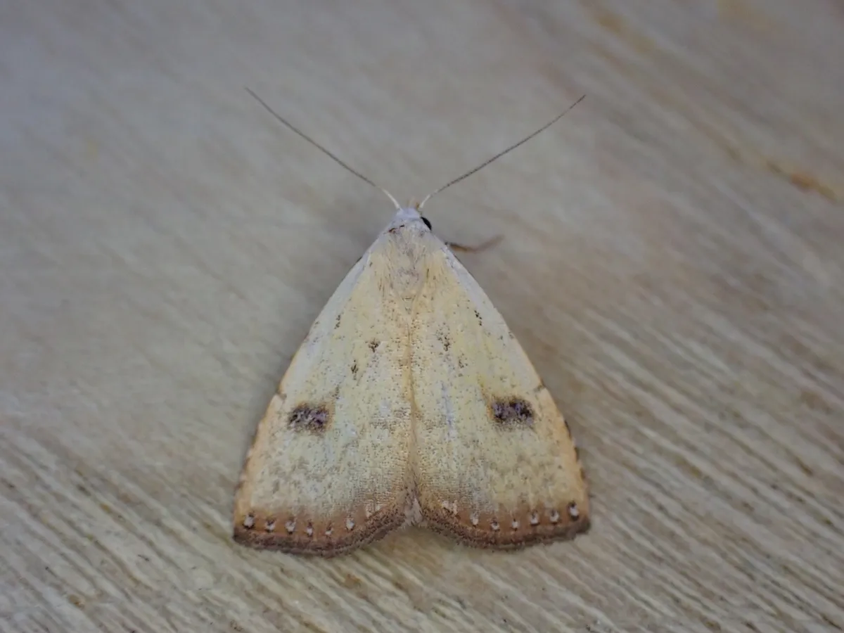 Polilla Punto de Paja