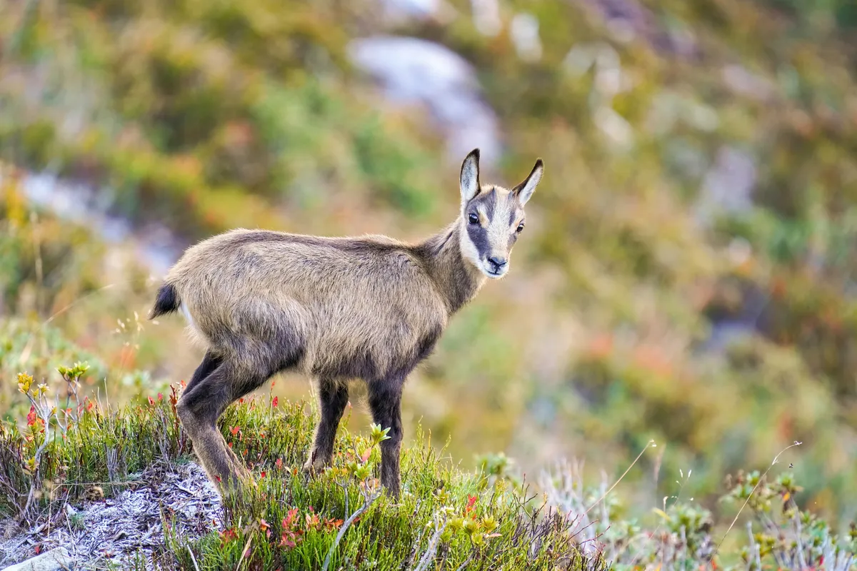 Chamois