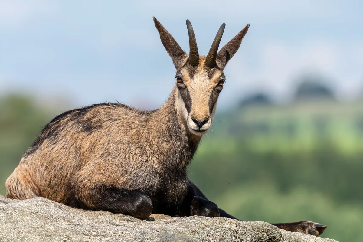 Chamois