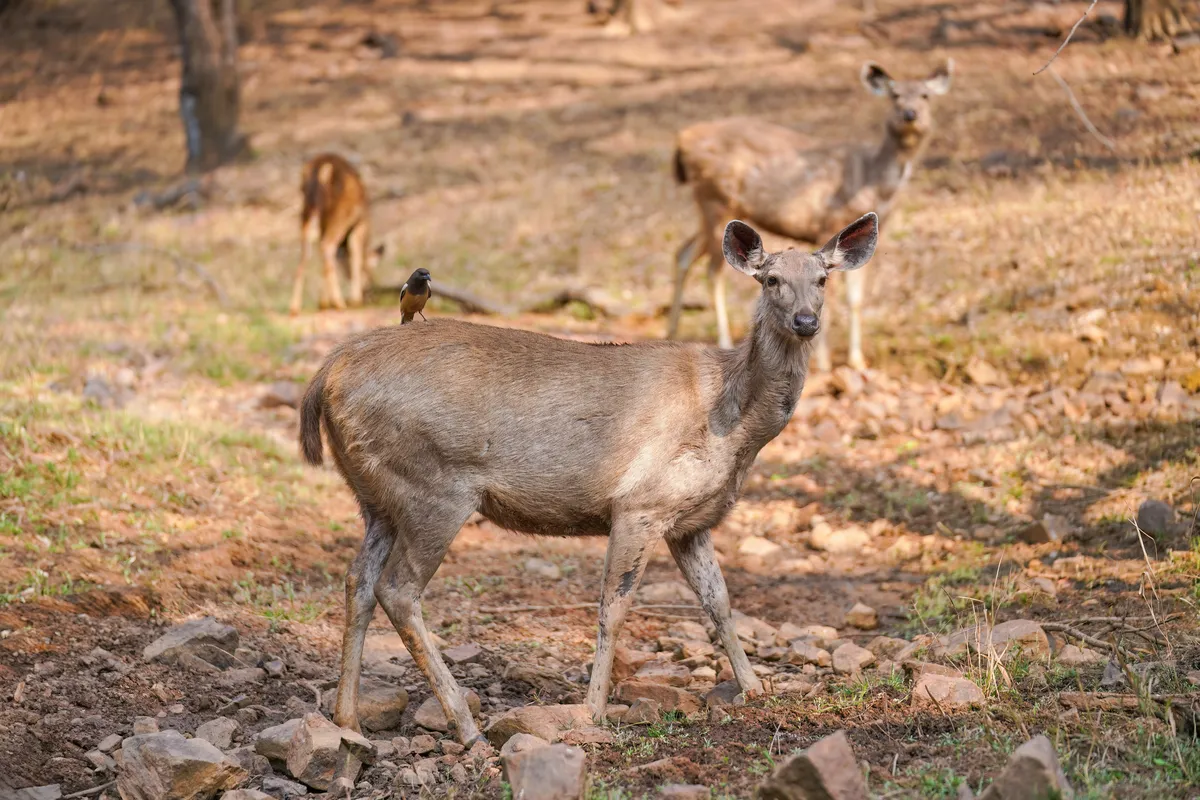 Sambar Deer