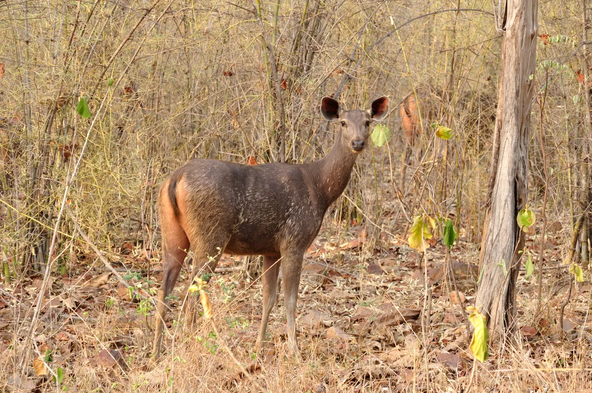 Sambar Deer