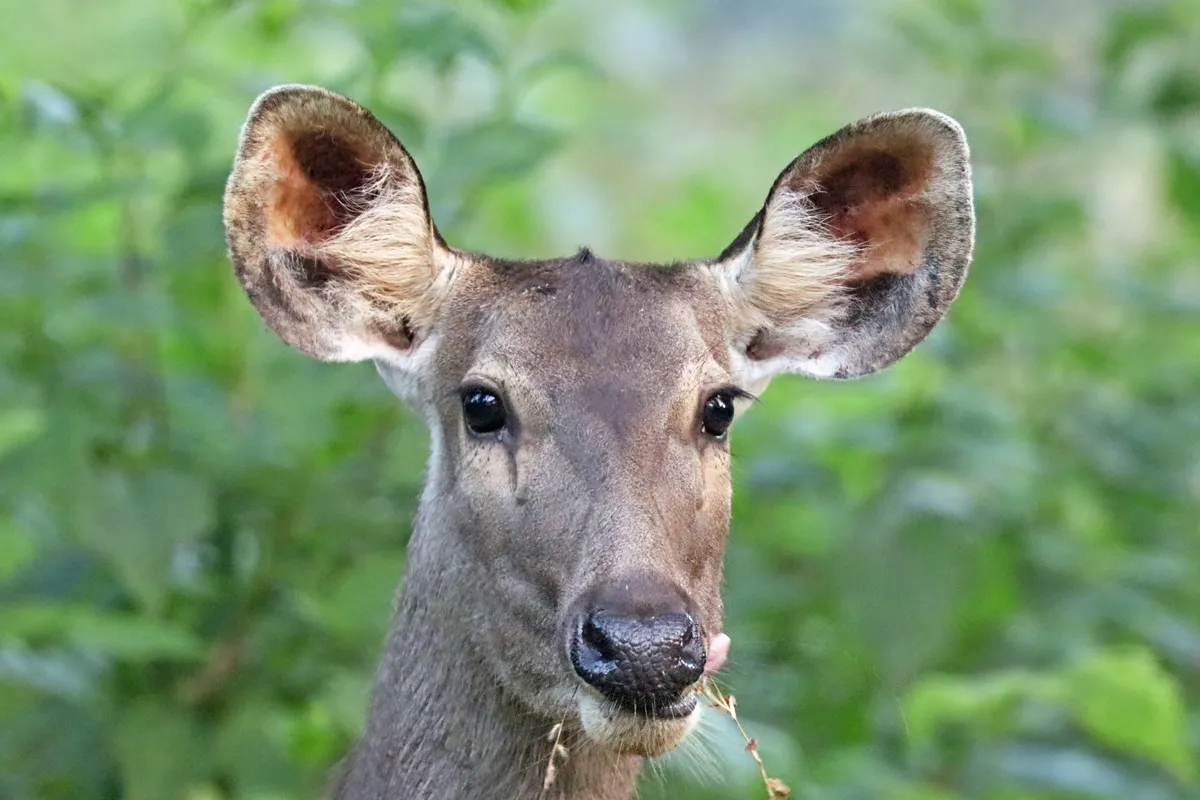 Sambar Deer
