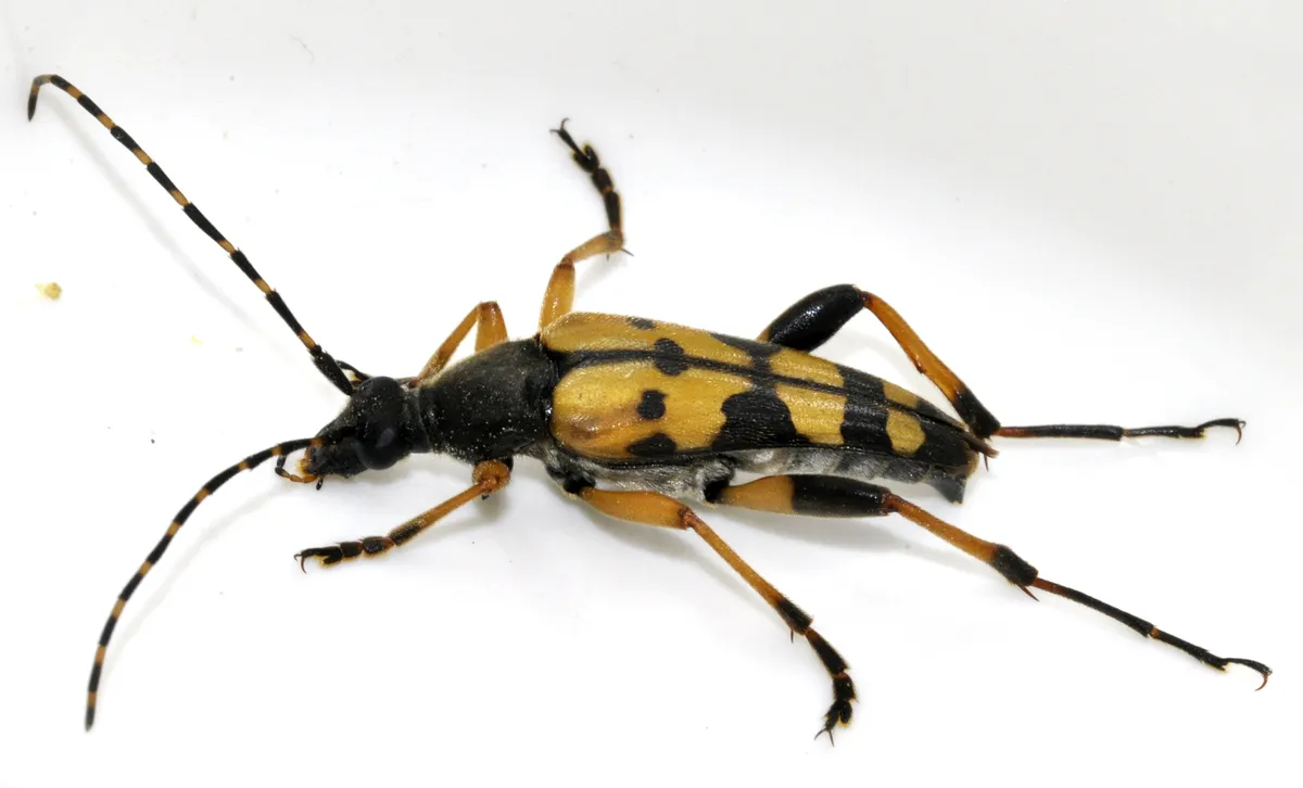 Rutpela maculata