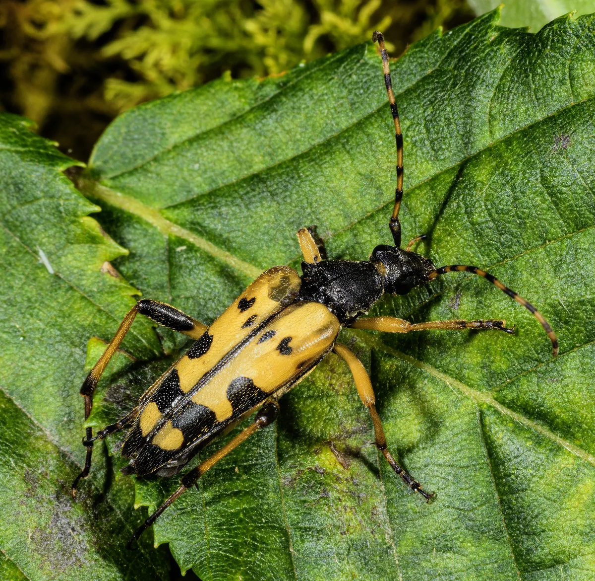 Spotted Longhorn Beetle
