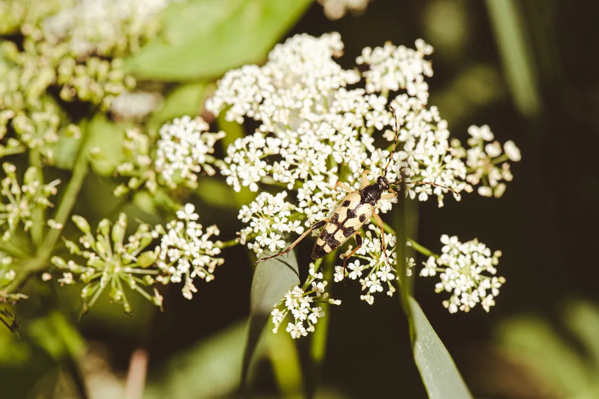 Spotted Longhorn Beetle