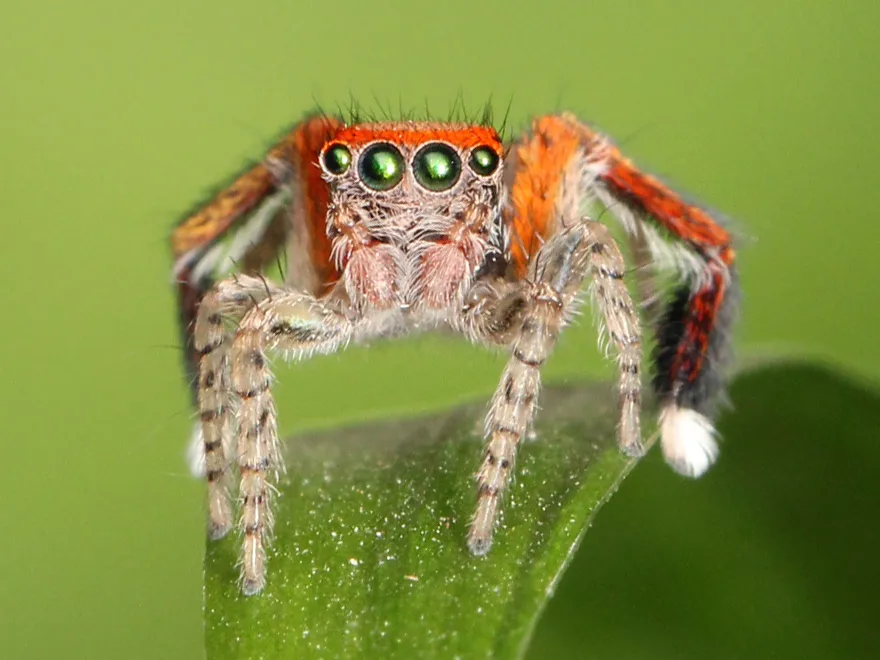 Araña Saltadora Mediterránea