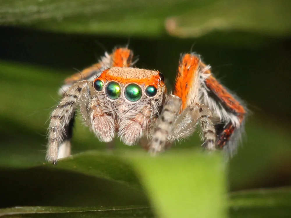 Araña Saltadora Mediterránea
