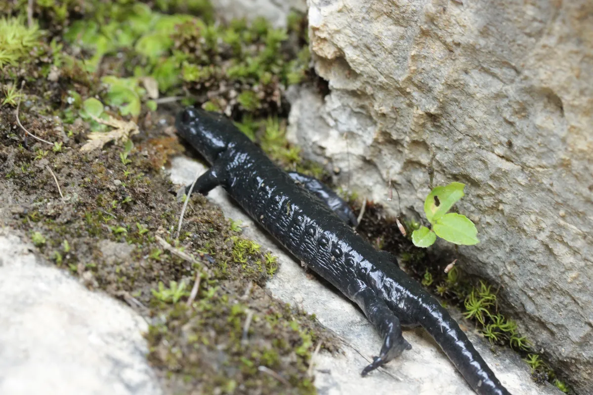 Alpine Salamander