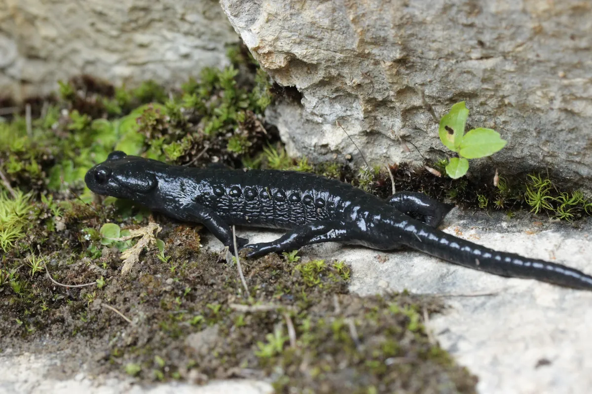 Alpine Salamander