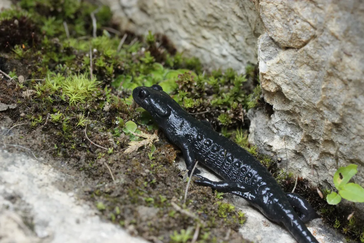 Alpine Salamander