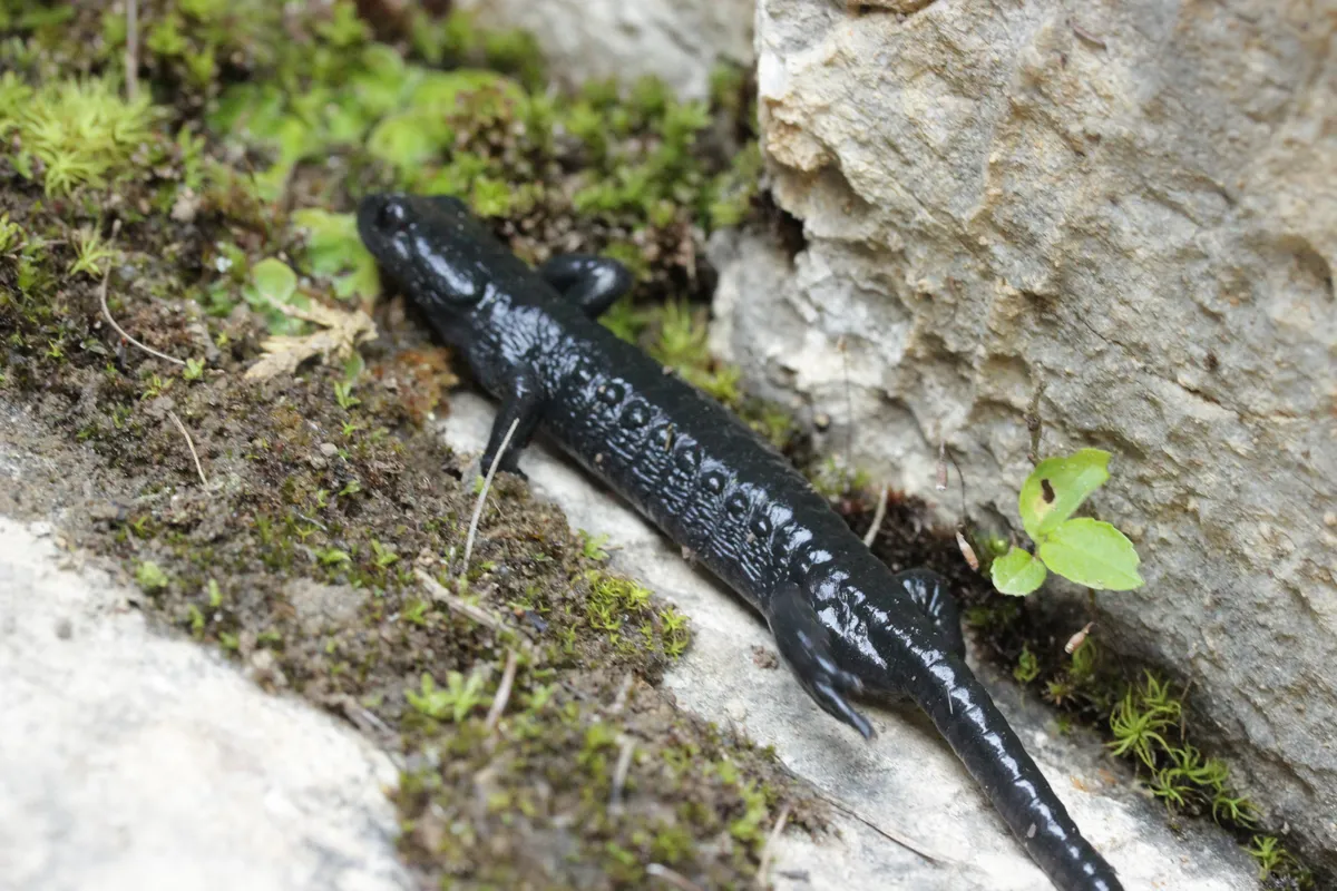 Alpine Salamander