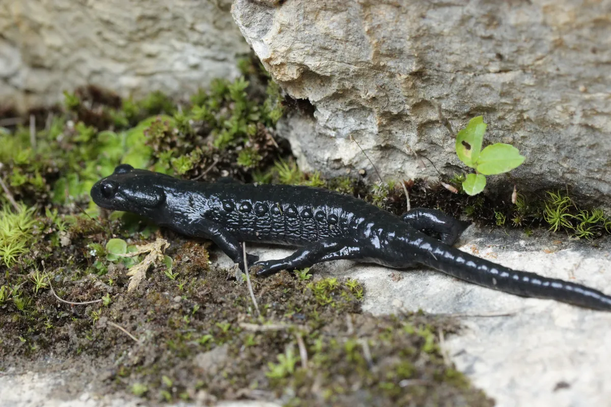 Alpine Salamander