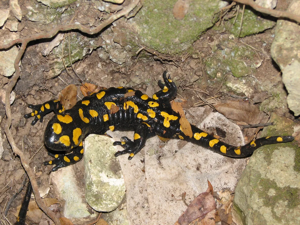 Salamandra infraimmaculata