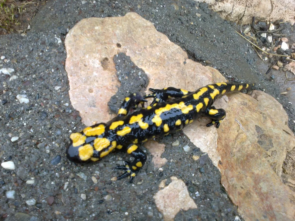 Salamandra del Oriente Próximo