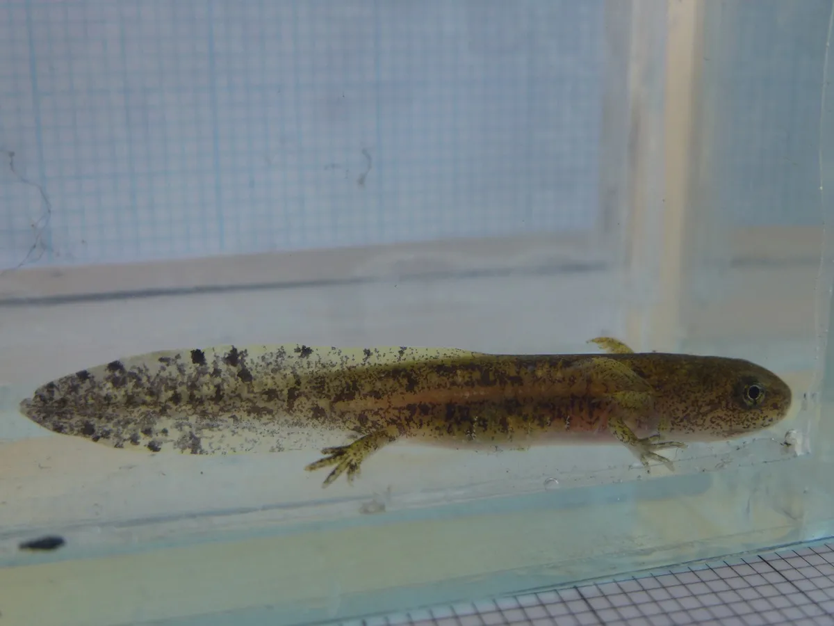 Salamandra del Oriente Próximo