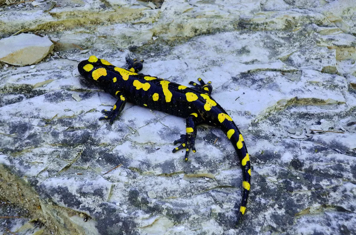 Salamandra del Oriente Próximo