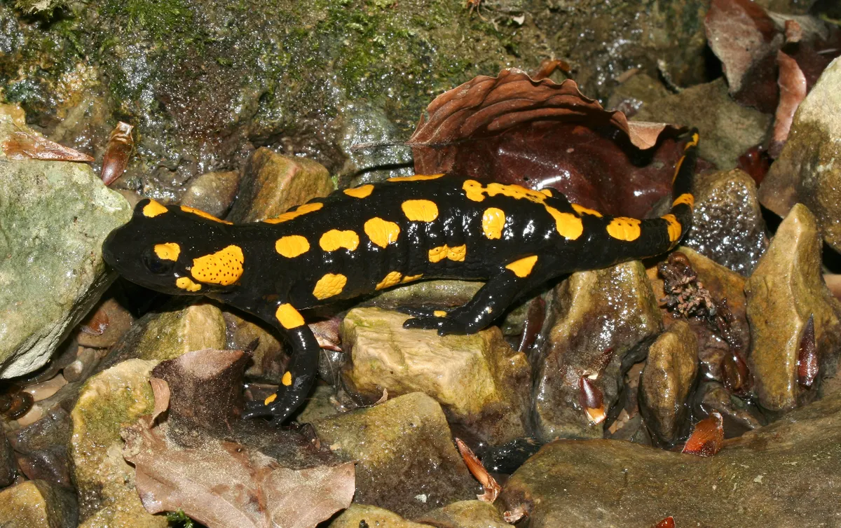 Salamandra Común