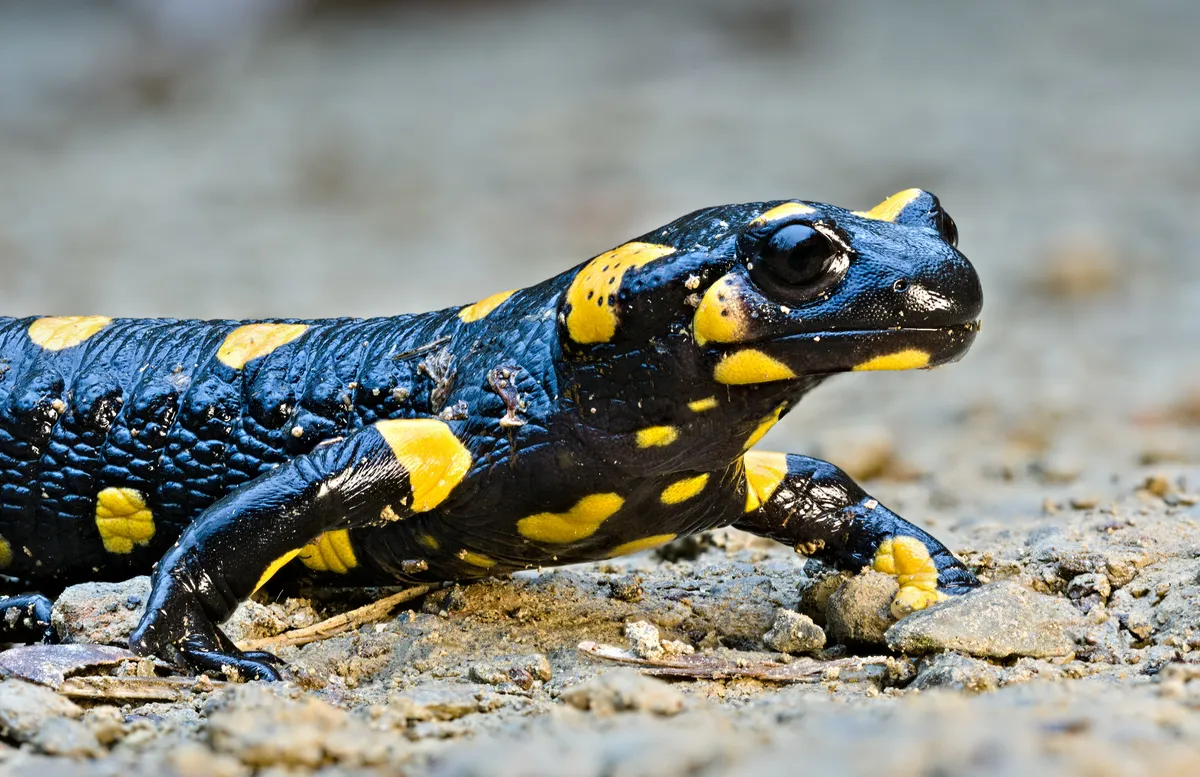 Salamandra Común