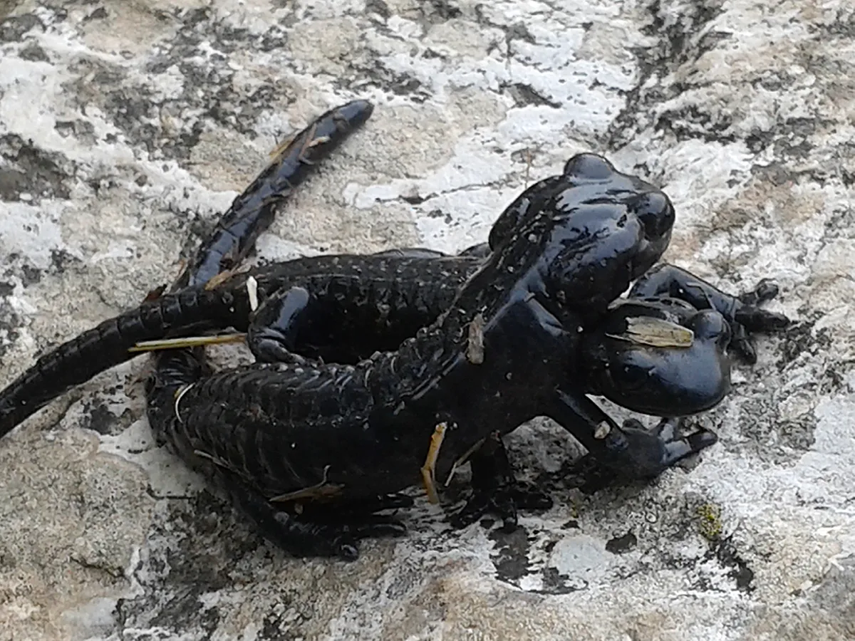 Salamandra Común