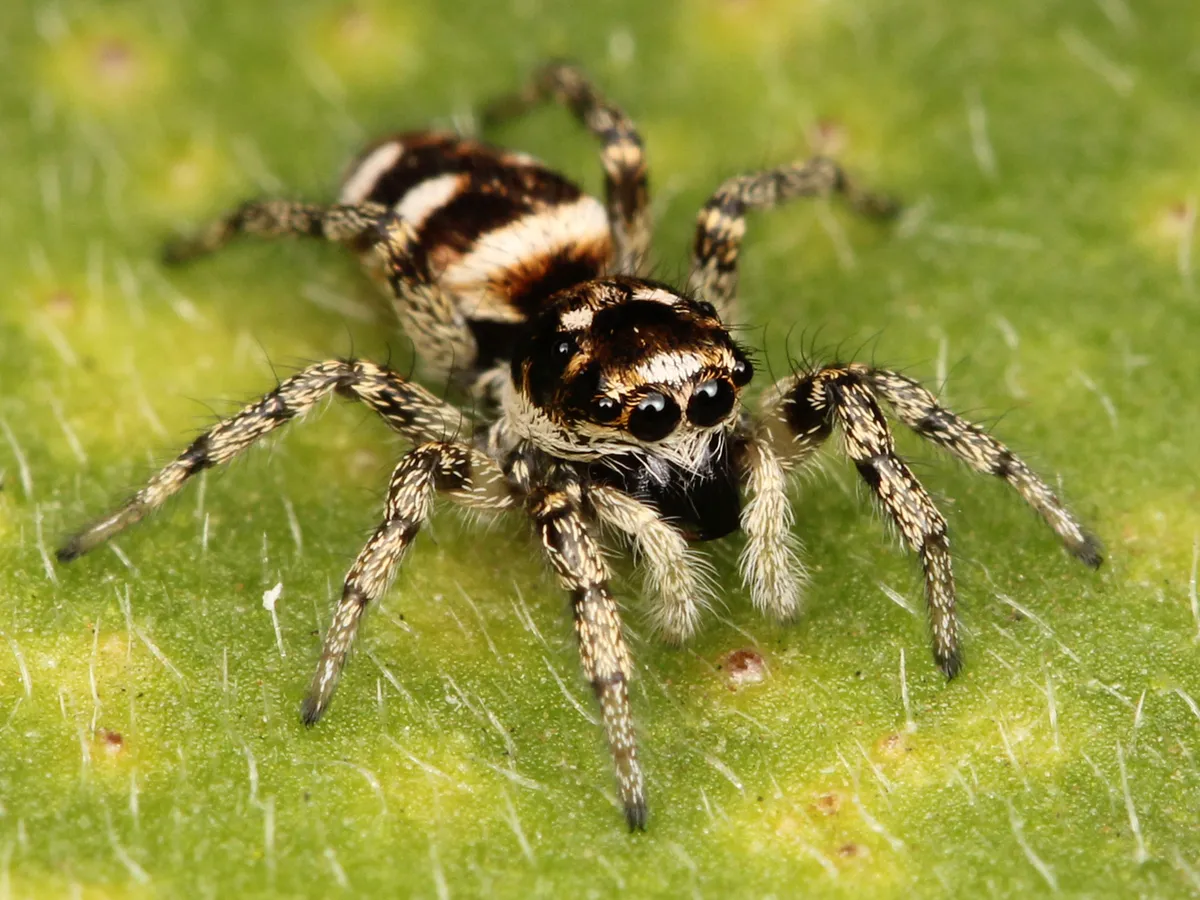 Salticus scenicus