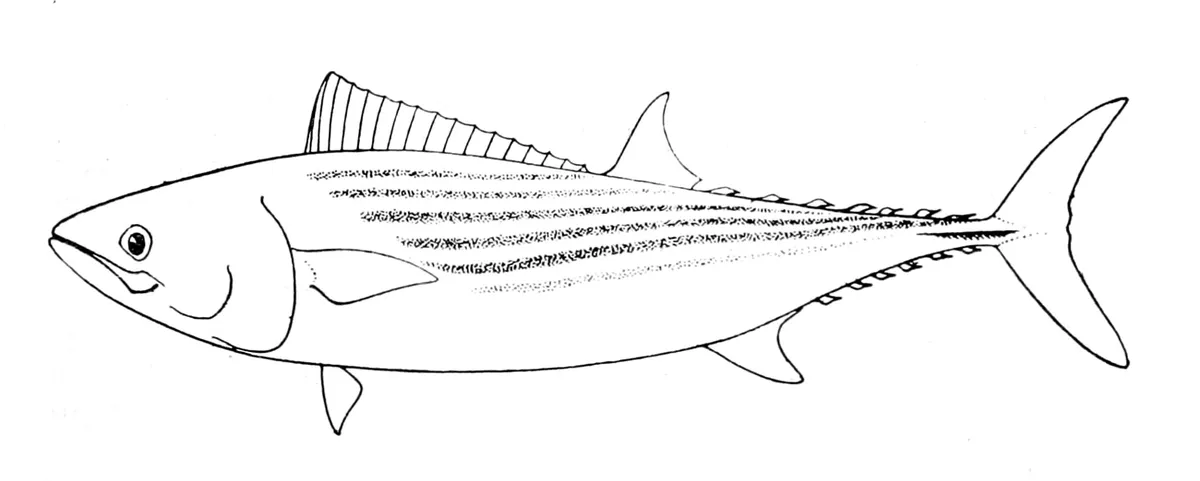 Bonito del Pacífico Oriental