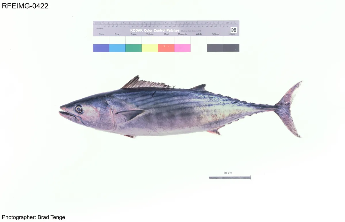 Bonito del Pacífico Oriental