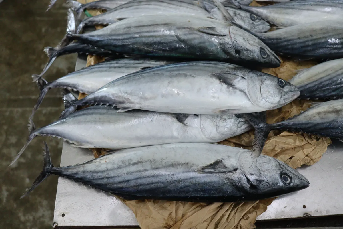 Bonito del Pacífico Oriental