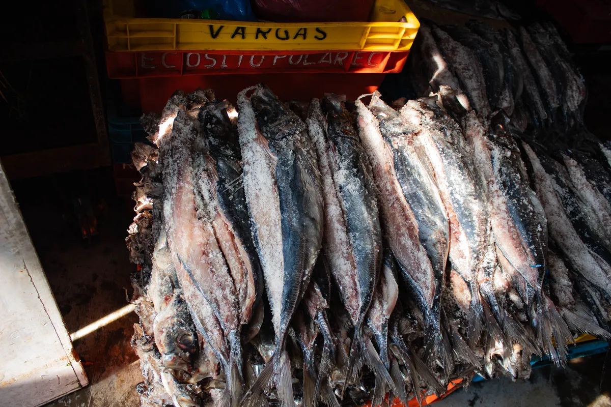 Bonito del Pacífico Oriental