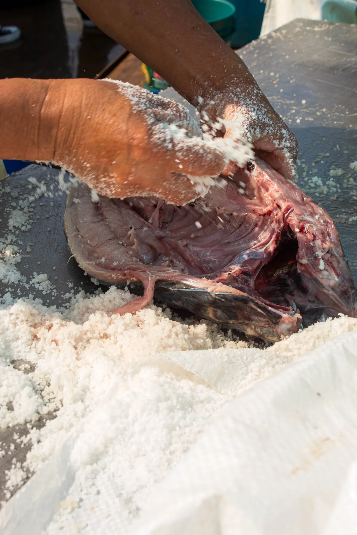 Bonito del Pacífico Oriental