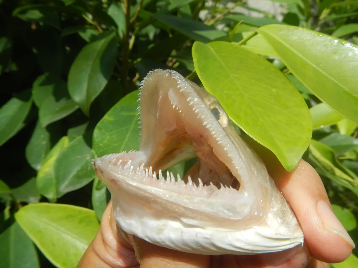 Pez Lagarto Argentino