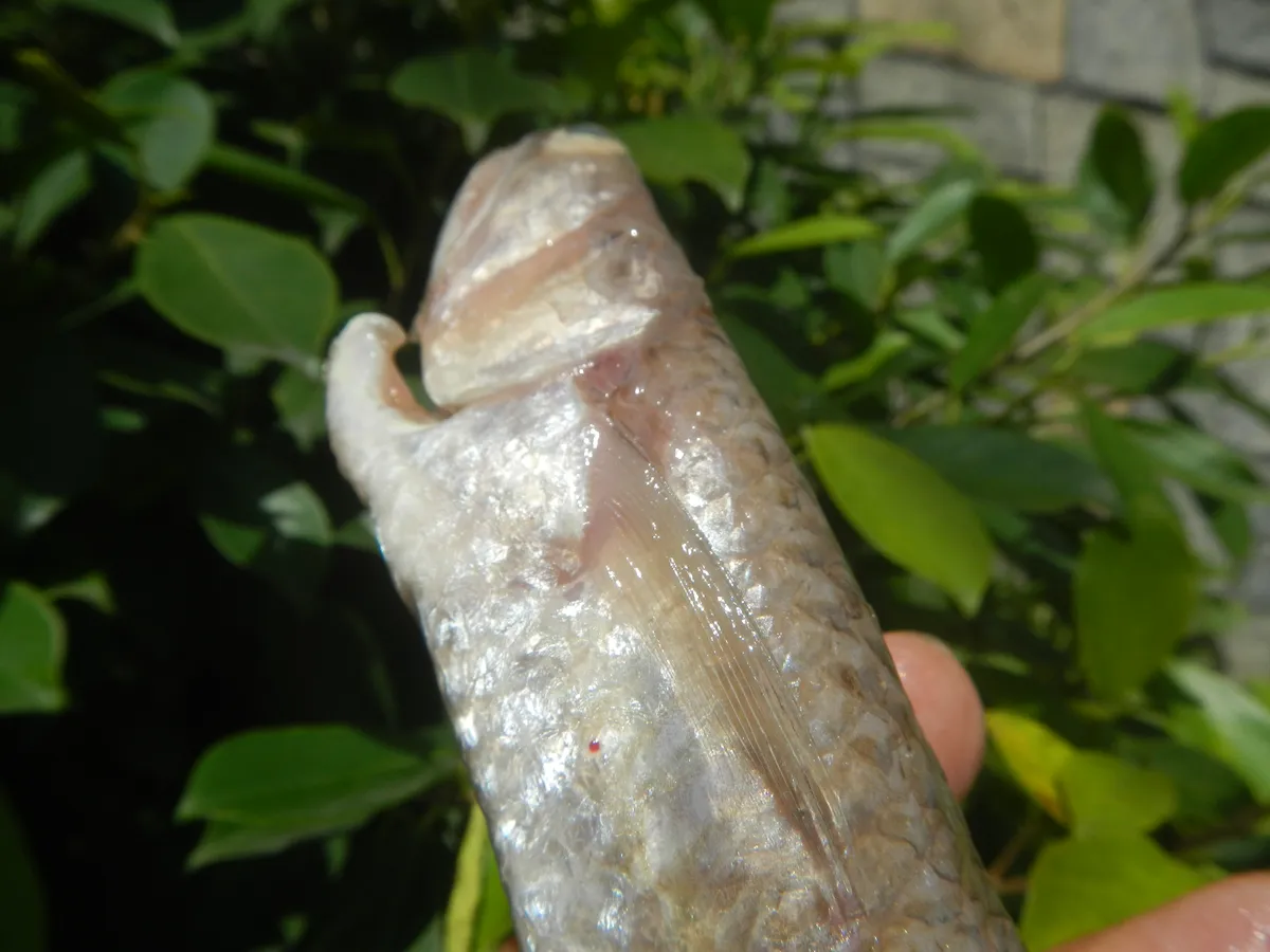 Pez Lagarto Argentino