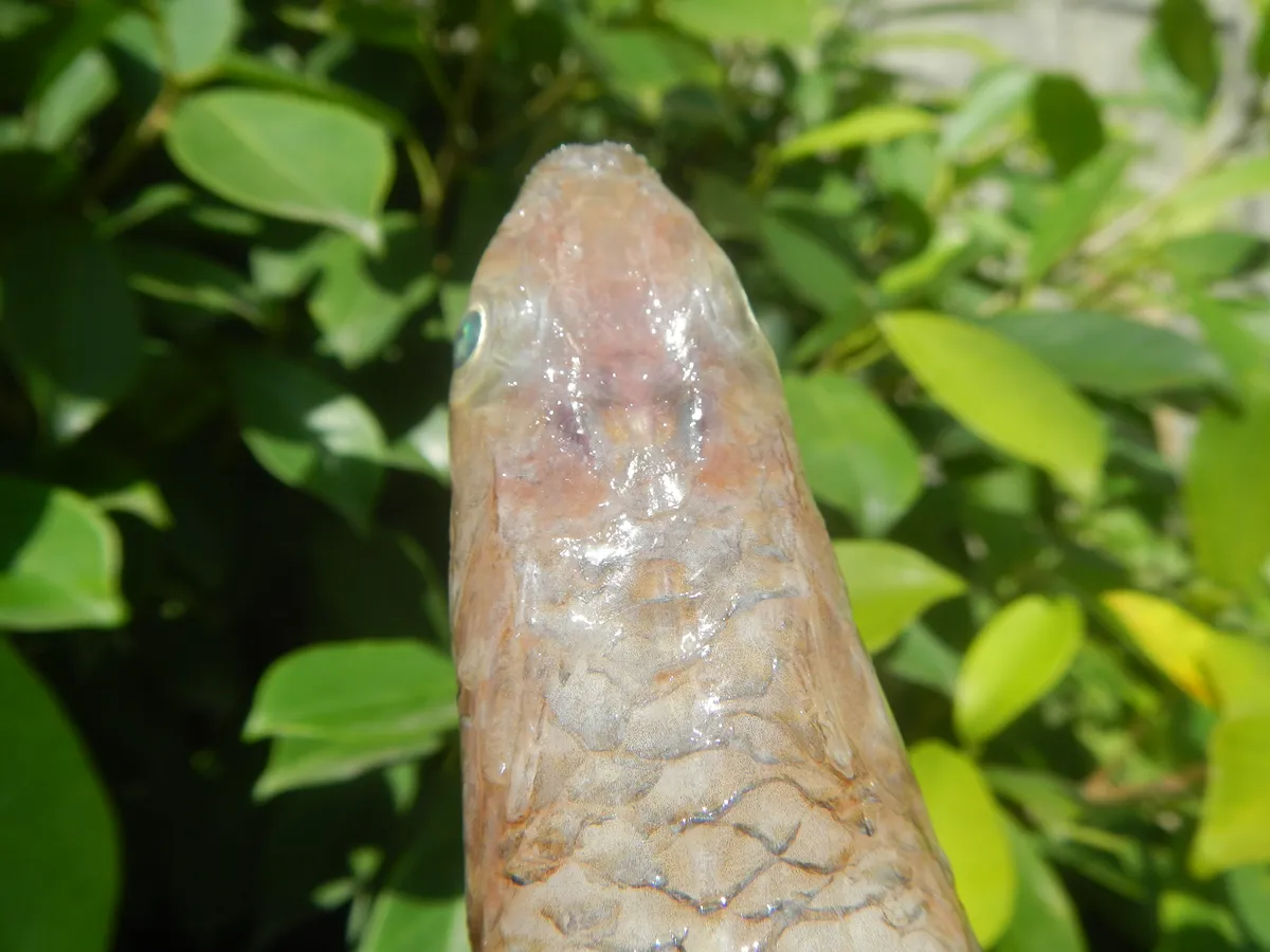 Pez Lagarto Argentino