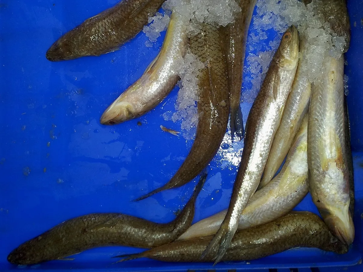 Saurida lessepsianus