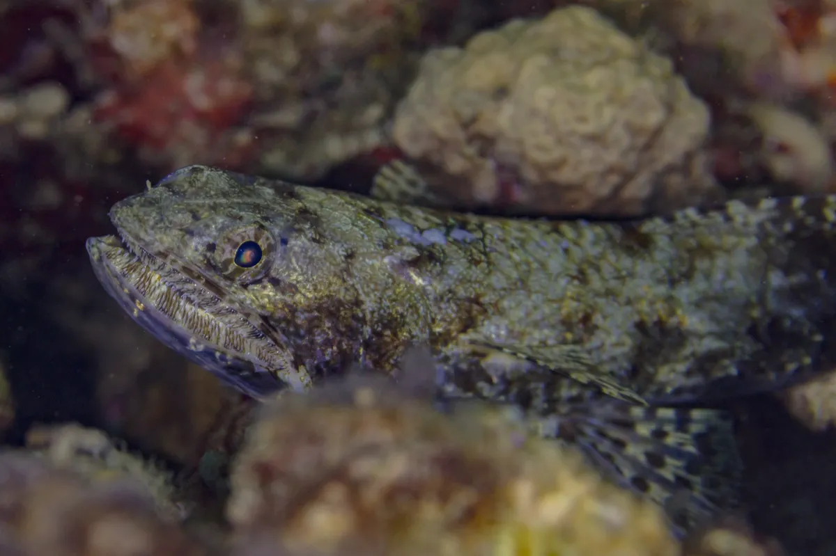 Nebulous Lizardfish