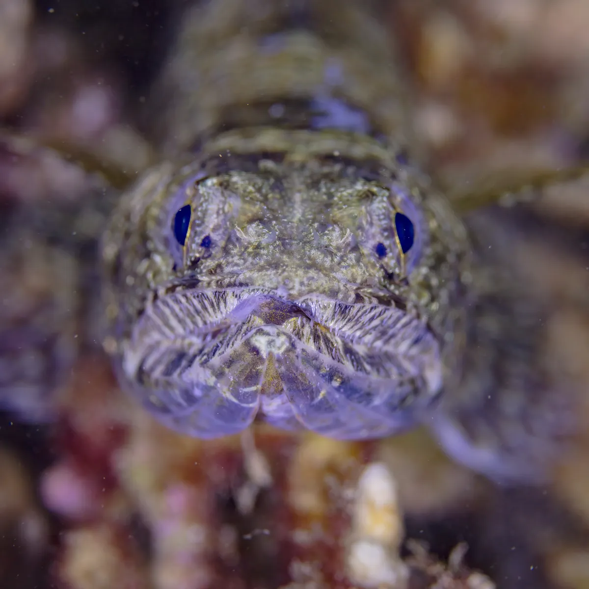 Nebulous Lizardfish