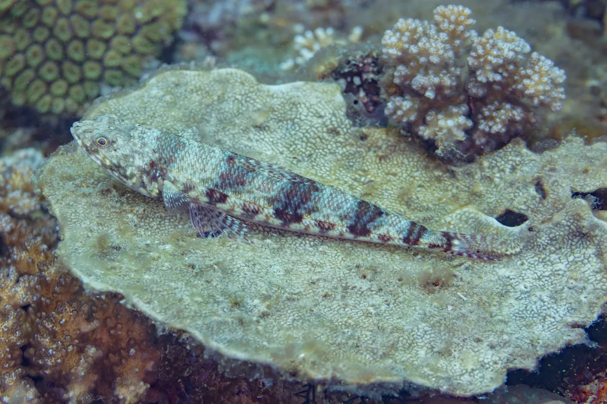 Nebulous Lizardfish